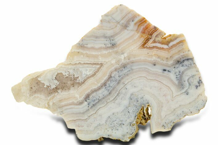 Polished Sowbelly Agate Slab - Colorado #337030